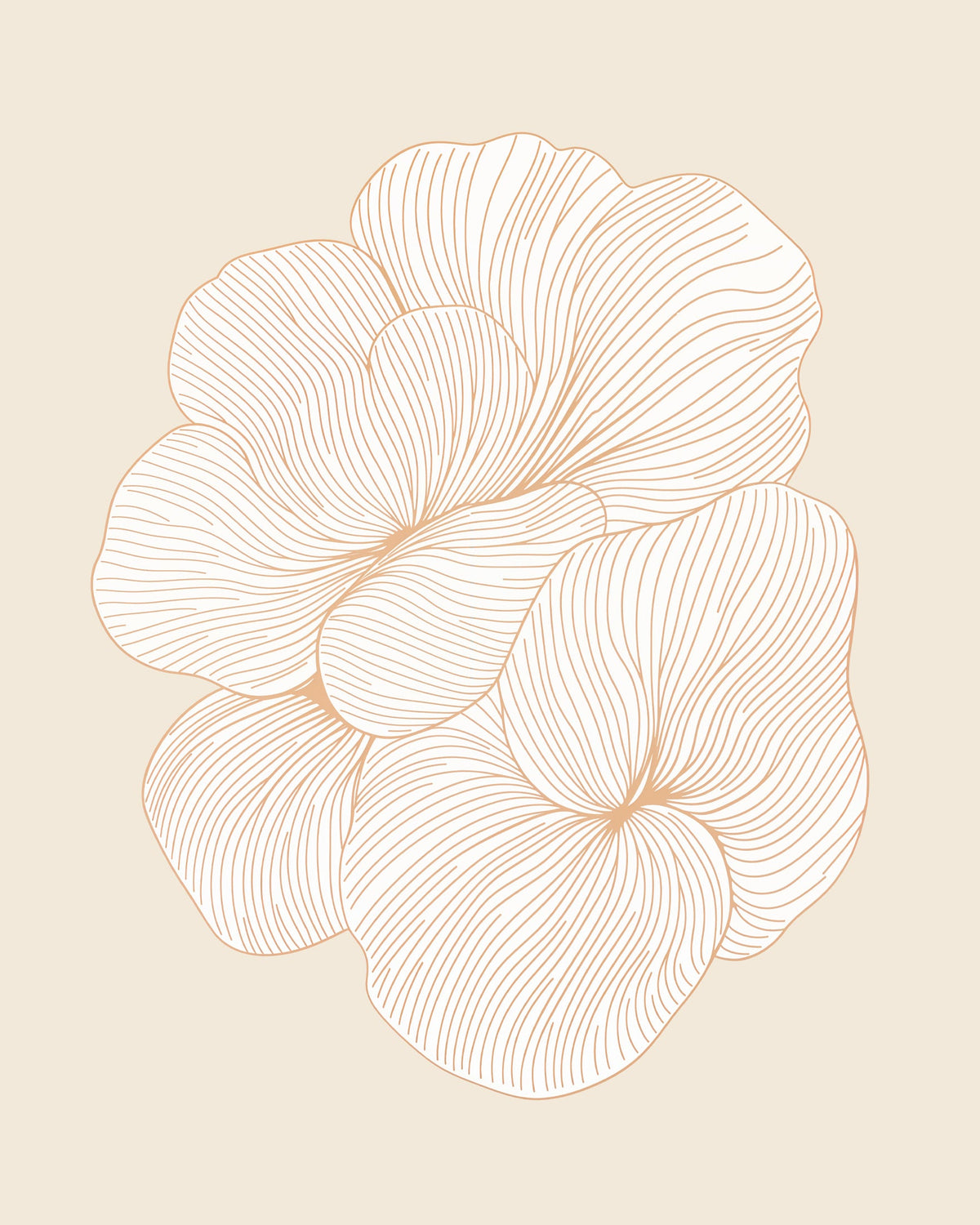 Line-art illustration of two large pale flowers drawn in fine terracotta lines on a cream background