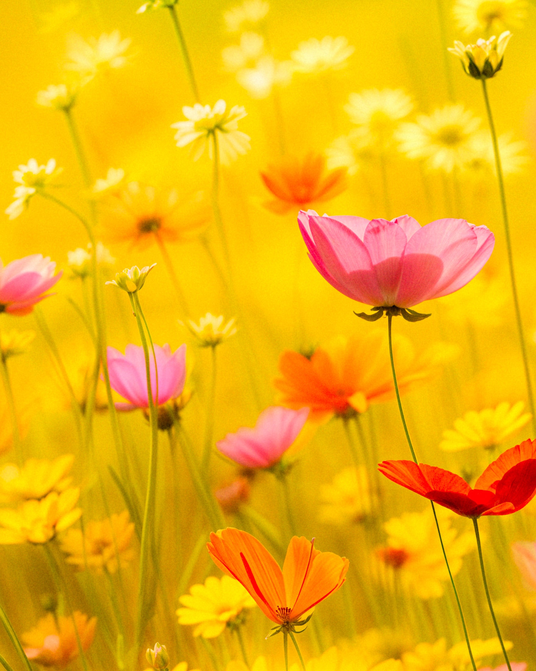 Sommaraffisch, blommor