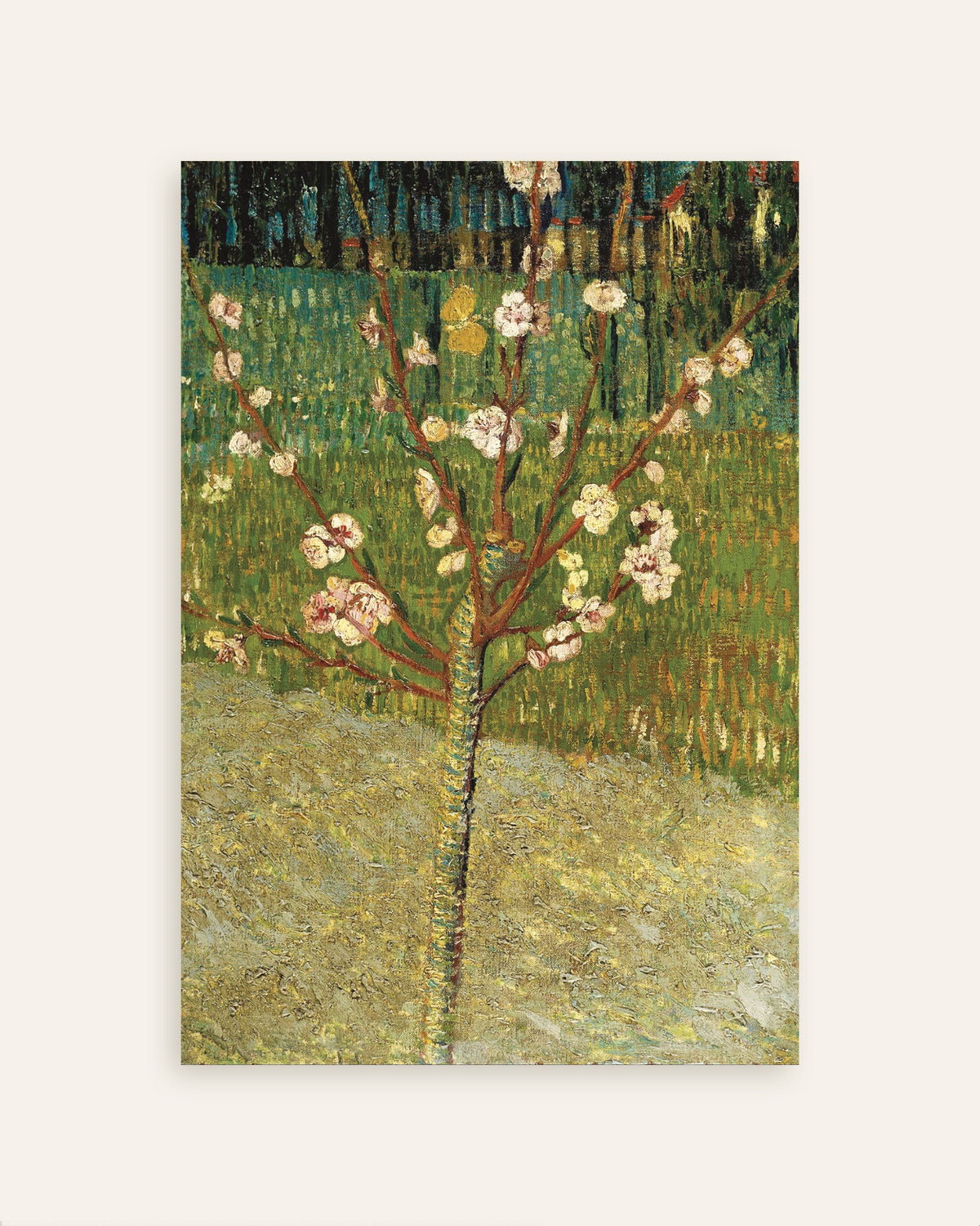 Poster med Mandelträd i blom (1888) av Vincent van Gogh, miniatyrbild