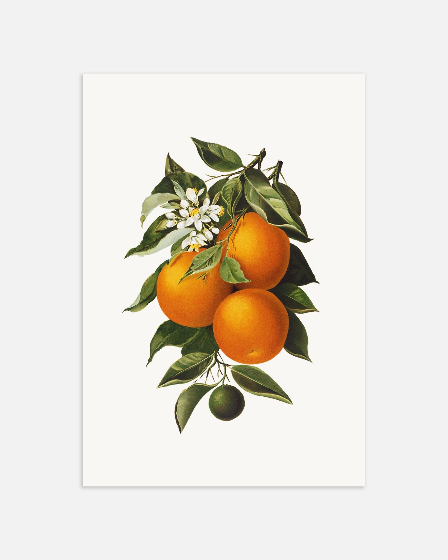 Poster of Oranges Poster, thumbnail