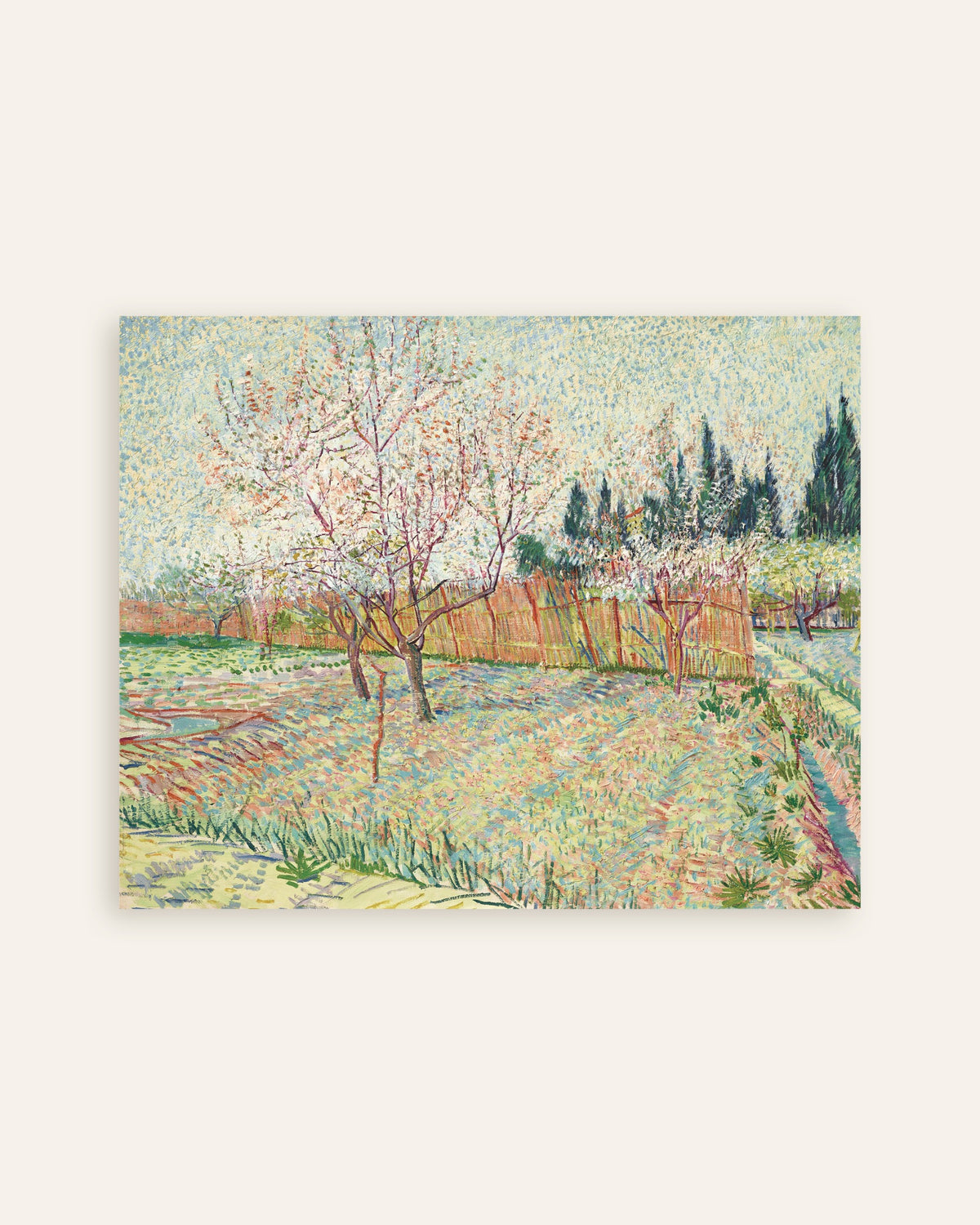 Poster av Fruktträdgård omgärdad av cypresser (1888) av Vincent van Gogh, miniatyrbild